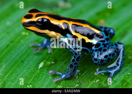 Amazon Dart Frog / Ranitomeya Bausteiger Stockfoto