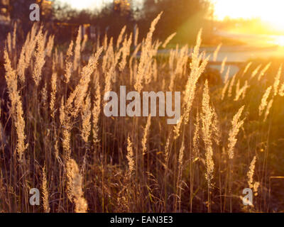 Ährchen Gras hell erleuchtet von der untergehenden Sonne Stockfoto