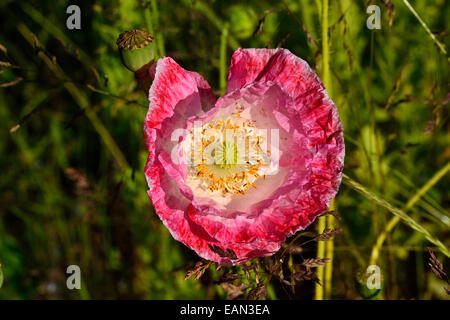 Rosa Papaver Rhoeas Mohn "Shirley", in voller Blüte. Stockfoto