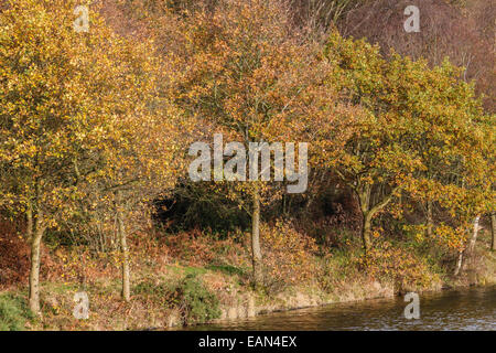 Eichen in vollen Herbstfarbe Stockfoto