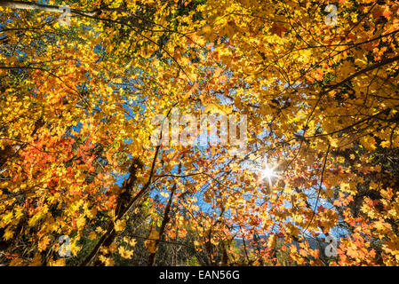 Rebe Ahornbäume im Herbst Farbe auf North Fork Trail; North Fork des Middle Fork Willamette River, Willamette National Forest, Stockfoto