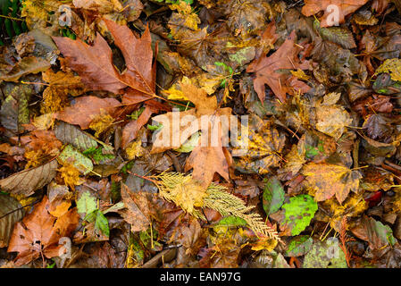 Herbstfarben Blätter auf Waldboden; North Fork Trail, North Fork des Middle Fork Willamette River, Willamette National Forest, Stockfoto