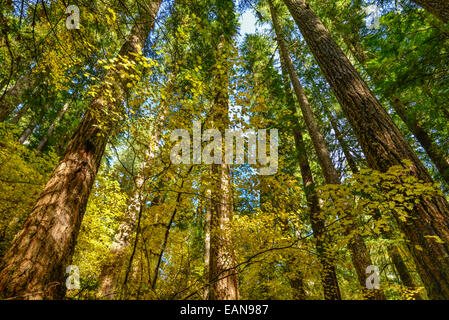 Rebe Ahorn und Douglasien in Herbstfarben auf North Fork Trail; North Fork des Middle Fork Willamette River, Willamette N Stockfoto