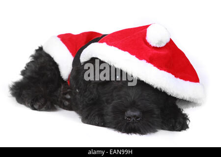 Schwarzer russischer Terrier Welpen im Weihnachtsmannkostüm müde Stockfoto