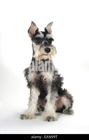 Zwergschnauzer Welpe Hund auf weißem Hintergrund Stockfoto