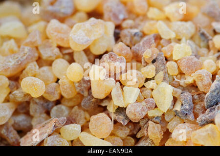 Boswellia Sacra, Weihrauch-Harz. Stockfoto