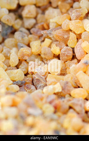 Boswellia Sacra, Weihrauch-Harz. Stockfoto