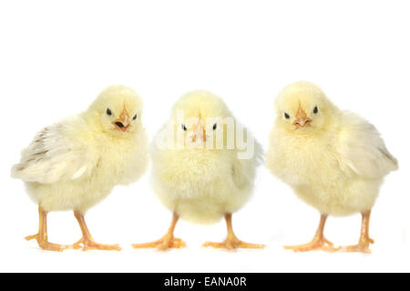 Drei böse Küken auf weißem Hintergrund Stockfoto