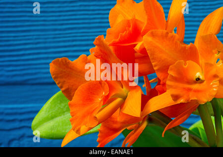 Spektakuläre Orchidee in voller Blüte in einem Wintergarten/Gewächshaus. Schuss mit einem Teleobjektiv Tiefenschärfe zu erstellen. Stockfoto