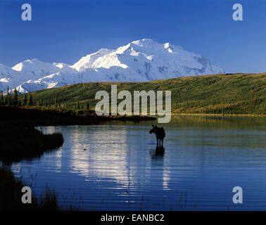 Kuh-Elch-Feeds im Wonder Lake Denali Np In Ak Sommer Sihouette Stockfoto