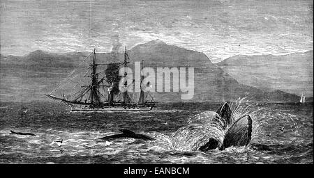 Die Seeschlange graviert Vintage Illustration. Journal des Voyages, Reise-Journal (1879 / 80). Stockfoto