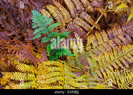 Adlerfarn Pteridium Aquilinum Farbwechsel im Herbst Stockfoto