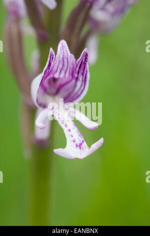 Militärische Orchidee - Orchis Militaris - Naturel Parc De La Chartreuse, Savoie, Rhône-Alpes, Frankreich Stockfoto