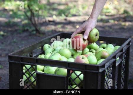 Nahaufnahme einer Hand sammeln Äpfel in einem urban gardening Projekt Stockfoto