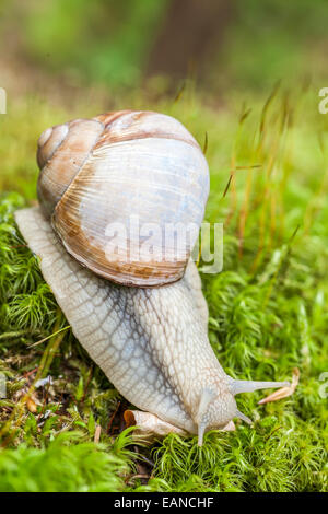 Burgunder Schnecken, römische Schnecke, essbare Schnecken oder Schnecken - Helix Pomatia - Natural Park von La Chartreuse Savoie, Rhône-Alpes, Fra Stockfoto