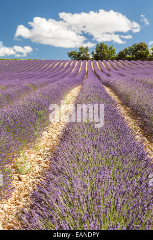 Lavendel-Felder in der Drôme Provençale, Drôme, Frankreich Stockfoto