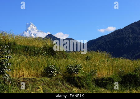 6993 ms.high Machhapuchhre Machapuchare Fish.s Heck montieren im Bereich Annapurnas gesehen von der Route Ghandruk-Birethanti Stockfoto