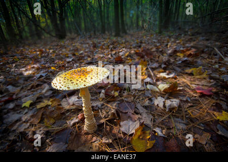 Amanita Pantherina Pilze im Wald Stockfoto