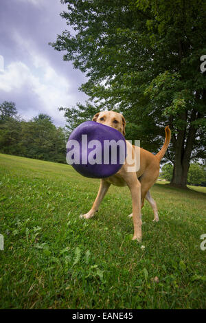 Hund mit lila Ball spielen Stockfoto