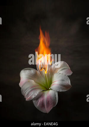 Weiße Lilie auf Feuer, flammende Blume Stockfoto