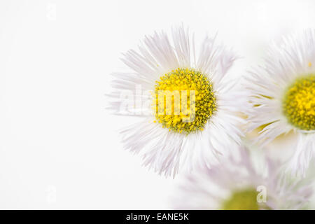 Buschige Aster, winzigen weißen Wildblumen Stockfoto