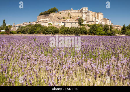 Grignan Dorf und Lavendel-Felder in der Drôme Provençale, Drôme, Frankreich Stockfoto