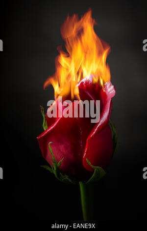 Rose auf Feuer, flammende Blume Stockfoto