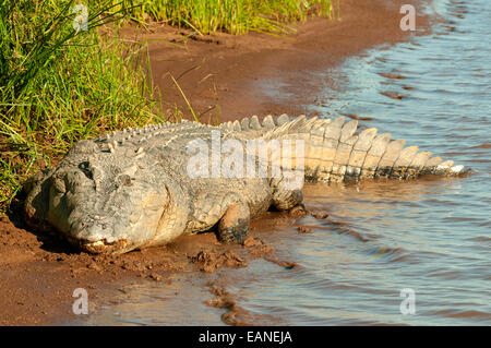 Leistenkrokodil, Victoria River Timber Creek, NT, Australien Stockfoto