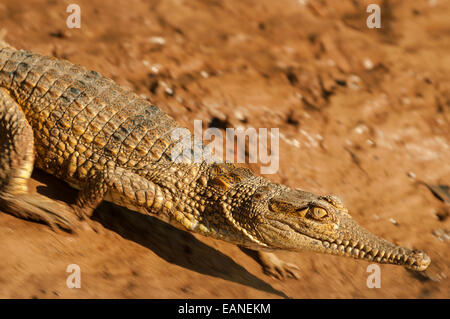 Süßwasser-Krokodil, Victoria River Timber Creek, NT, Australien Stockfoto