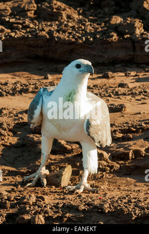 White-chested Seeadler Haliaeetus Leucogaster im Victoria River, Timber Creek, NT, Australien Stockfoto