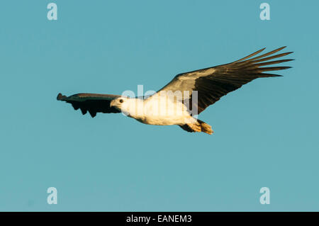 White-chested Seeadler Haliaeetus Leucogaster über Victoria River, Timber Creek, NT, Australien Stockfoto