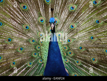 Schließen Sie herauf Bild der ein Pfau mit seiner Federn verteilt. Stockfoto