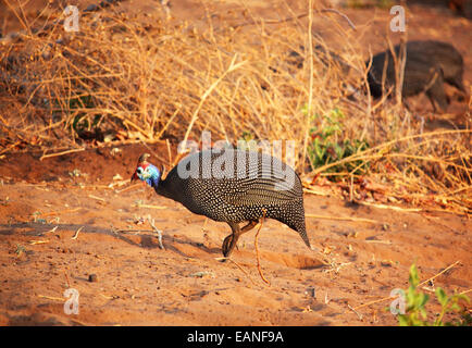 Behelmte Perlhühner, Numida Meleagris, Chobe Nationalpark, Botswana. Stockfoto