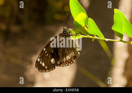 Gemeinsamen Krähe Schmetterling, Euploea Core Emma Gorge, El Questro, Kimberley, WA, Australien Stockfoto