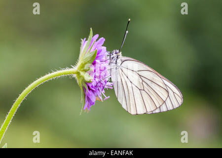 Schwarz-veined White - Aporia Crataegi - Chamonix Mont-Blanc, Haure-Savoie, Rhône-Alpes, Frankreich Stockfoto