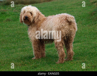 Wet Lagotto Romagnolo Hund, UK Stockfoto