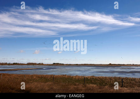 Schneegänse in Scharen über die überfluteten Felder Saskatchewan Kanada Stockfoto