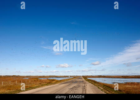 Schneegänse Beflockung auf langen geraden Straße und überschwemmten Feldern Saskatchewan Kanada Stockfoto