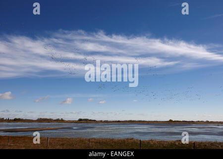 Schneegänse in Scharen über die überfluteten Felder Saskatchewan Kanada Stockfoto
