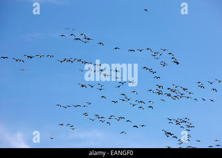 Schneegänse Migration Saskatchewan Kanada Stockfoto