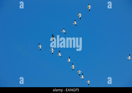 Schneegänse in V-Formation Saskatchewan Kanada Migration Stockfoto