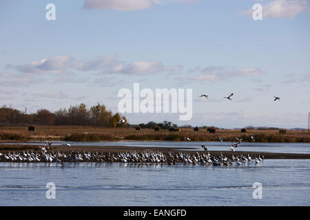 Schneegänse in Scharen über die überfluteten Felder Saskatchewan Kanada Stockfoto