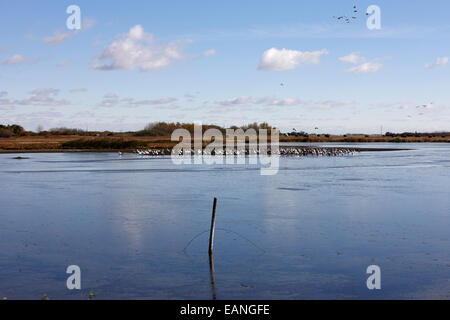 Schneegänse in Scharen über die überfluteten Felder Saskatchewan Kanada Stockfoto