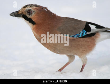 Eichelhäher Garrulus Glandarius auf Nahrungssuche im Schnee Stockfoto