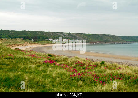 Sandstrand und weite Bucht mit smaragdgrünen Rasen und Red Valerian Wildblumen auf niedrigen Dünen in der Nähe von Dorf Port Eynon, Wales Stockfoto