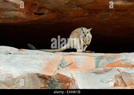 Short-eared Rock Wallaby, Petrogale Brachyotis in Chamberlain Gorge, El Questro, WA, Australien Stockfoto