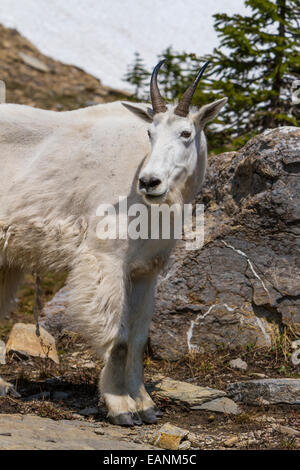 Eine Ziege am weißen Berg in der Nähe von Logan Pass im Glacier National Park, Montana, Amerika, USA. Stockfoto