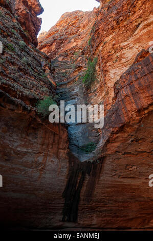 Cathedral Gorge, Purnululu, Kimberley, WA, Australien Stockfoto