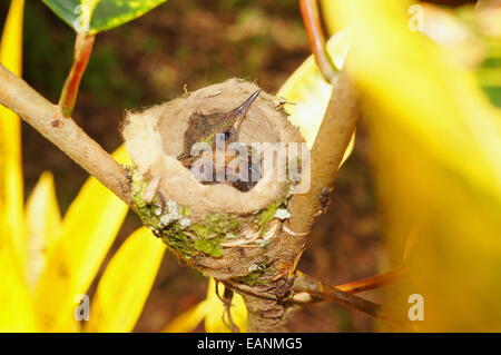 Baby-Vogel der Rufous tailed Kolibri im Nest, Costa Rica, Mittelamerika Stockfoto