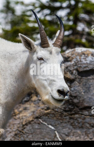 Eine Ziege am weißen Berg in der Nähe von Logan Pass im Glacier National Park, Montana, Amerika, USA. Stockfoto